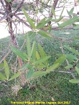 Labirnago - Phillyrea angustifolia. Hojas. Parque del Seminario - Jan