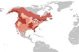 Pájaro Águila calva - Haliaeetus leucocephalus. Mapa. Wikipedia