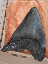 Tiburón Megalodón - Carcharodon megalodon. USA