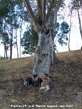 Eucalipto - Eucalyptus globulus. La Lancha - Andjar