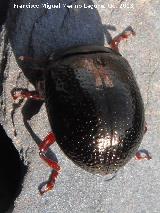Escarabajo Chrysolina bankii - Chrysolina bankii. Pantano de El Rumblar - Baños de la Encina