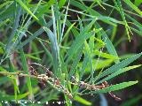Acacia plateada - Acacia retinodes. Santa Pola