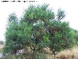 Acacia plateada - Acacia retinodes. Santa Pola