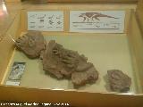 Huellas de Acrosaurio. Parque de las Ciencias - Granada