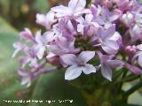 Lilo - Syringa vulgaris. Aborto de lilas. Navas de San Juan