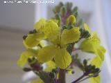 Col - Brassica oleracea. Flores. Los Villares