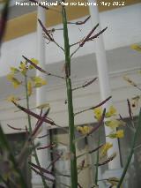 Col - Brassica oleracea. Frutos. Los Villares
