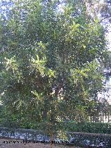 Algarrobo - Ceratonia siliqua. Crdoba