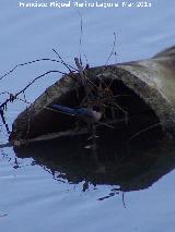 Pájaro Rabilargo - Cyanopica cyanus. Villanueva de la Reina