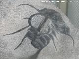 Trilobites Otarion - Otarion sp.. Coleccin de Manuel Caada Blasco. Torredonjimeno