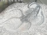Trilobites Otarion - Otarion sp.. Coleccin de Manuel Caada Blasco. Torredonjimeno