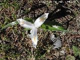 Lirio silvestre - Iris planifolia. Lirio albino. Arroyo de la Cueva - Torredelcampo