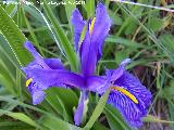 Lirio silvestre - Iris planifolia. Cerro Miguelico - Torredelcampo