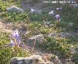 Lirio silvestre - Iris planifolia. Giribaile (Vilches)