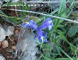 Lirio silvestre - Iris planifolia. Jan
