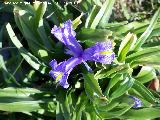 Lirio silvestre - Iris planifolia. Otiar - Jan
