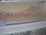Cocodrilo Steneosaurus - Steneosaurus Bollensis. Coleccin de Manuel Caada Blasco. Torredonjimeno