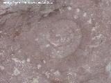 Ammonites Protetragonites - Protetragonites quadrisulcatus. Tajos del Buitre - Campillo de Arenas