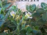 Dragoncillo - Chaenorrhinum glareosum. Contadero - Los Villares