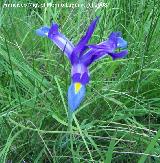Lirio espaol - Iris xiphium. Segura