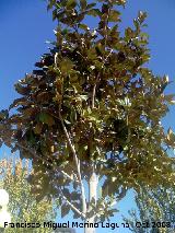 Magnolio - Magnolia grandiflora. Jan