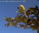 Magnolio - Magnolia grandiflora. Jan