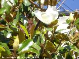 Magnolio - Magnolia grandiflora. Flor y capullos. Los Villares
