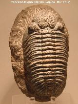 Trilobites Phacops - Phacops africanus. Desierto del Sahara