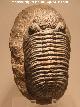 Trilobites Phacops