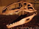 Giganotosaurio - Giganotosaurus carolinii. Cabeza