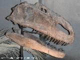 Monolophosaurio - Monolophosaurus jiangi. Crneo