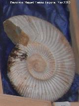 Ammonites Cleoniceras - Cleoniceras sp.. Mahajanja - Madagascar