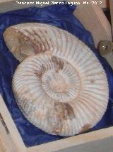 Ammonites Cleoniceras - Cleoniceras sp.. Madagascar