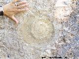 Ammonites Cleoniceras - Cleoniceras sp.. Caminito del Rey - Ardales