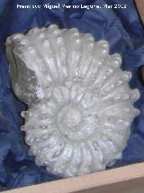 Ammonites Jouaniceras - Jouaniceras sp.. Madagascar