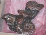 Ammonites Quenstedtoceras - Quenstedtoceras mariae. Saratov - Rusia