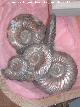 Ammonites Quenstedtoceras