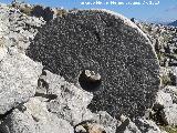 Los Caracoles. Chozo II. Piedra de molino