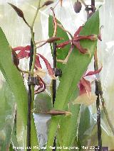 Orqudea cambria - Cambria hybrid. Los Villares