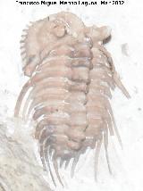 Trilobites Kettneraspis - Kettneraspis williamsi. Coleccin de Manuel Caada Blasco. Torredonjimeno