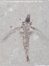 Pez volador - Exocoetoides minor. Coleccin de Manuel Caada Blasco. Torredonjimeno