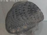 Bivalvo Trigonia - Trigonia lusitanica. Coleccin de Manuel Caada Blasco. Torredonjimeno