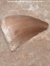 Mosasaurio - Mosasaurio hoffmannii. Coleccin de Manuel Caada Blasco. Torredonjimeno