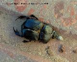 Escarabajo Bubas - Bubas sp.. Muerto