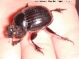Escarabajo estercolero - Scarabeus laticollis. Hembra. Navas de San Juan