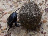 Escarabajo estercolero - Scarabeus laticollis. Sierra de Navalmanzano - Fuencaliente