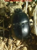 Escarabajo geotrupido - Geotrupidae. Los Hoyones - Noalejo