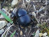 Escarabajo geotrupido - Geotrupidae. Portillo del Fraile - Jaén