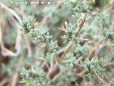Tomillo - Thymus vulgaris. Navas de San Juan