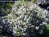 Tomillo - Thymus vulgaris. Los Villares
